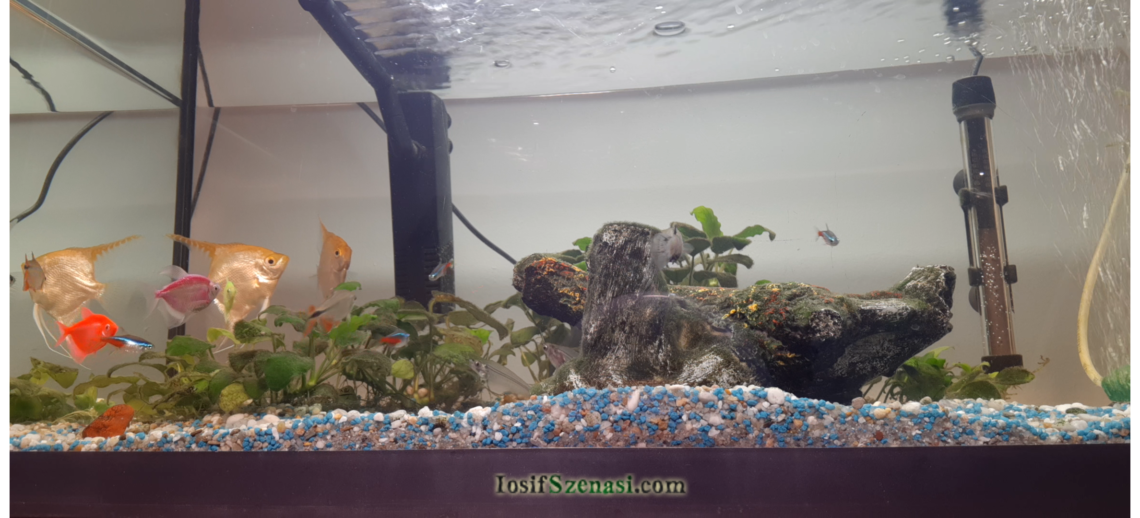 Psihoterapie cu acvariul de pesti exotici