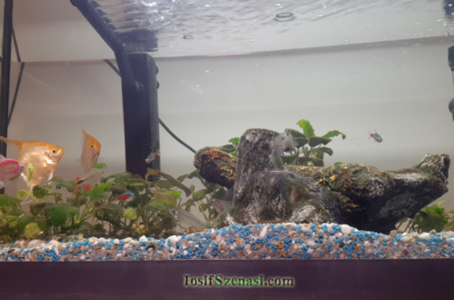 Psihoterapie cu acvariul de pesti exotici